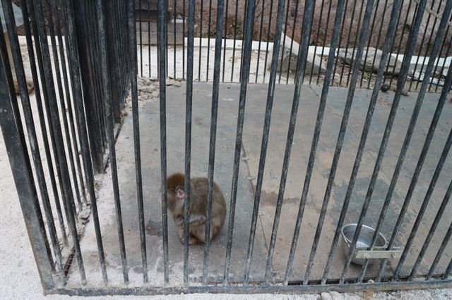 경기 가평군의 한 동물원 철창 속 일본 원숭이 한 마리가 웅크린 채 앉아 있다.