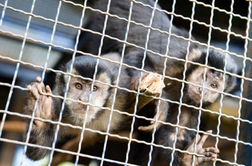 상파울루의 대서양 해변에서 황열병에 걸려 죽은 원숭이가 잇달아 발견됐다. [브라질 뉴스포털 UOL]