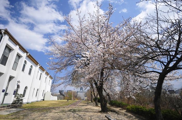 서울 송월길 옛 기상청 자리에 있는 관측기준목 왕벚나무.