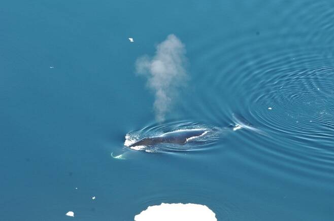 프람해협에 서식하는 북극고래가 헤엄치고 있다. 때로 한달 이상 노래를 쉬지 않고 부르는 사실이 밝혀졌다.  노르웨이 북극연구소 제공