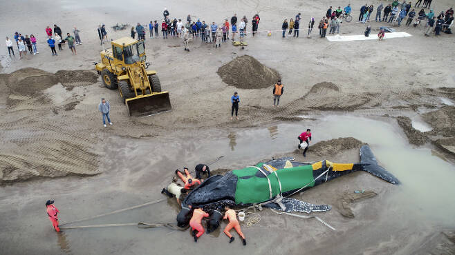 구조대가 중장비를 동원해 모래를 파내며 고래 주변에 바닷물을 끌어들이고 있다. AP연합뉴스