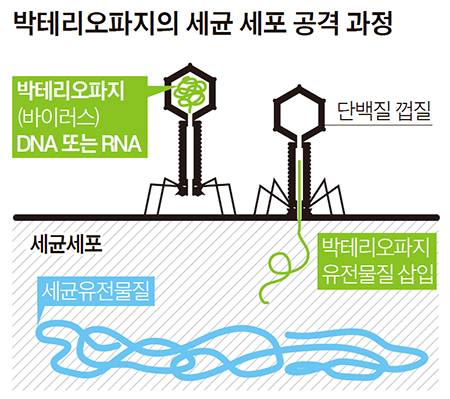 박테리오파지의 세균 세포 공격 과정