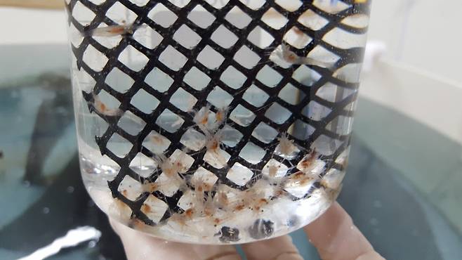 어미 도화새우가 인공 수조에서 부화한 어린 새우.|경북도 수산자원연구소 제공