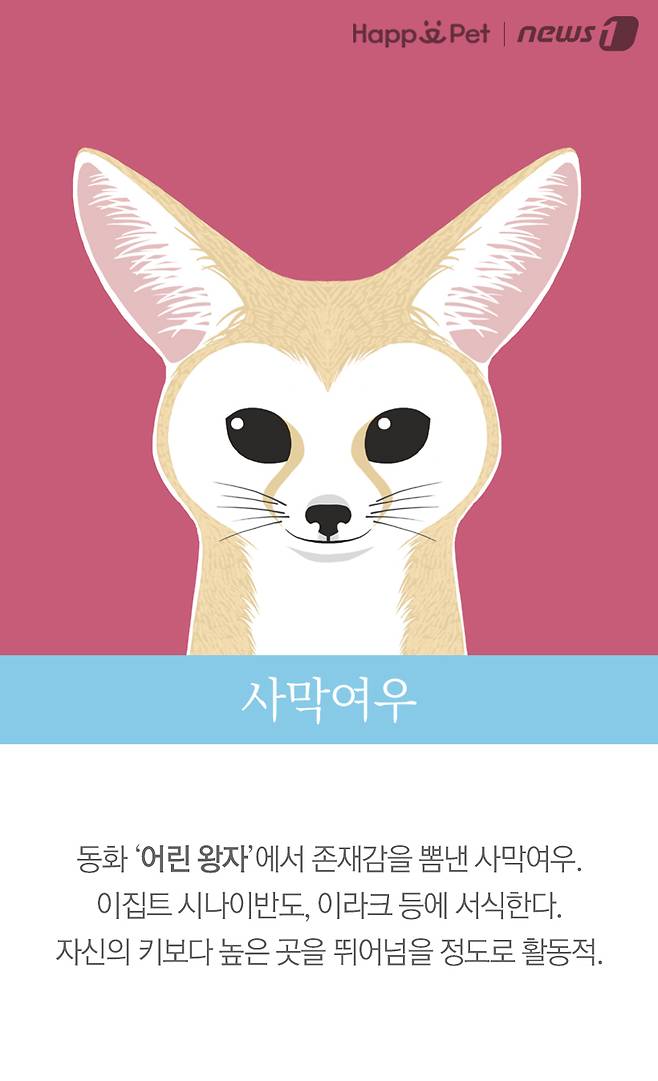 사막여우