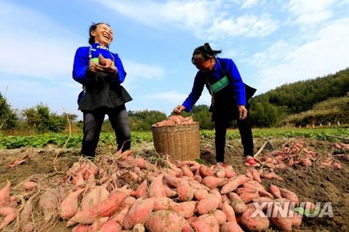 중국의 고구마 수확 [신화=연합뉴스]