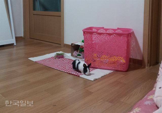 집을 탐색 중인 아기 토끼 랄라