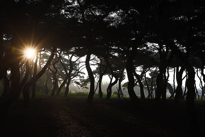 아침 해 뜰 무렵이면 소나무숲 사이로 햇살이 들어와 신비로운 느낌을 준다. ⓒ홍윤호