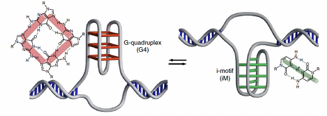 대표적인 4중 나선 구조 DNA에는 4개의 염기 G가 모인 쥐-와 아이 ~가 있다-