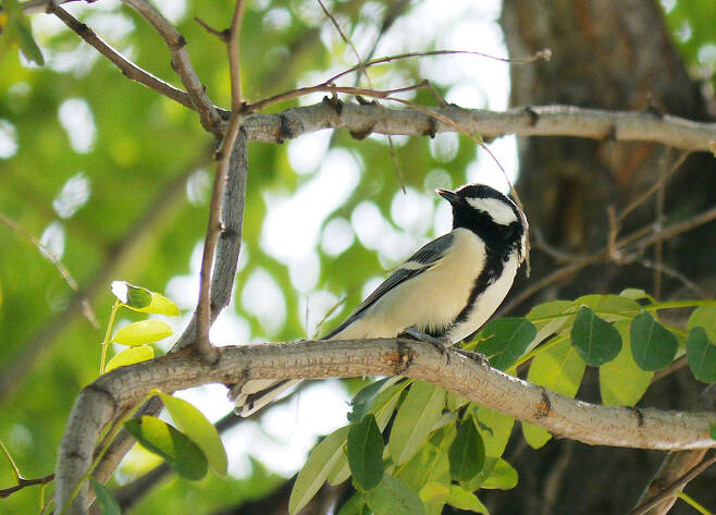 박새는 도시의 숲에서 가장 많이 노래하는 새다.