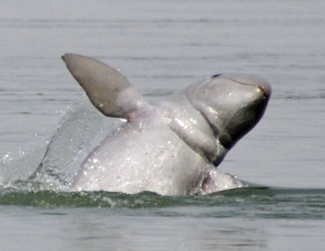 이라와디돌고래가 메콩강에서 뛰고 있다.  위키미디어 코먼즈