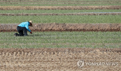 2018년 3월 12일 오후 경북 의성군 봉양면 마늘밭에서 농민이 잡초를 제거하고 있다. [연합뉴스 자료사진]