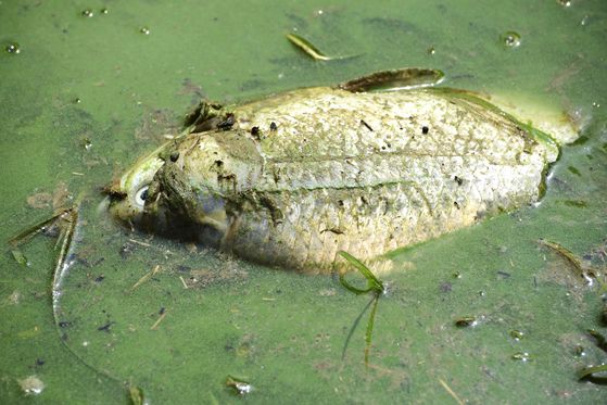 안동댐에서 녹조로 죽은 물고기. [사진 김도환 사진 작가]
