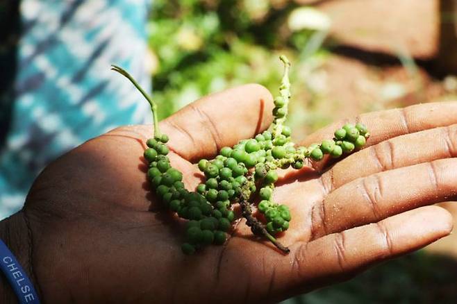 스파이스 투어는 잔지바르의 대표적인 투어 중 하나로 다양한 향신료를 만날 수 있다. (사진=플리커 제공)