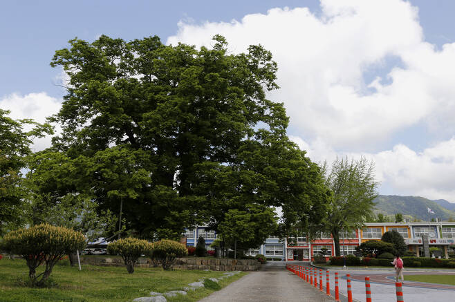 담양 한재초등학교의 느티나무. 태조 이성계가 전국을 돌아다니면서 공을 들일 때 심었다고 전해진다. 수령 600년으로 추정된다. 천연기념물 제284호로 지정돼 있다. ⓒ이돈삼