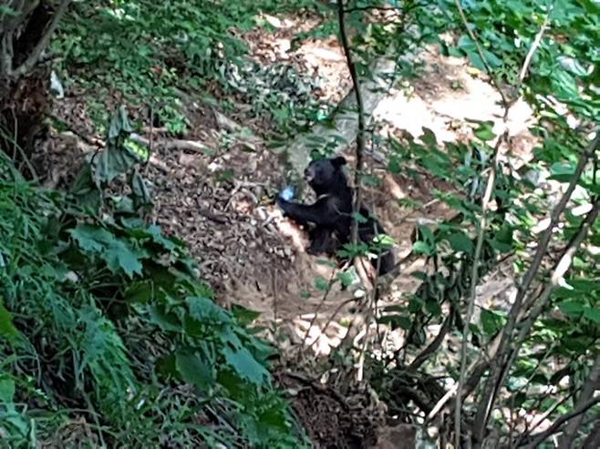 지난해 6월 김천 수도산에서 발견된 반달곰 KM-53. 지리산에서 약 80㎞ 떨어져 있다. 생명의 숲 제공