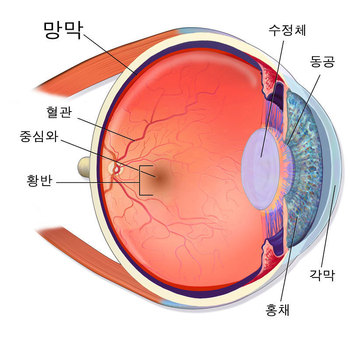 눈의 구조와 망막. 출처: 위키미디어 코먼스