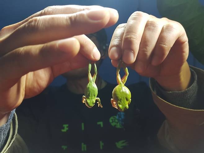 생태 탐사활동에 나선 참가자가 수원청개구리의 중요 서식지인 경기도 파주시 탄현면 일대 농경지에서 수원청개구리 한 쌍을 잡아 거꾸로 들어 보이고 있다. 파주환경운동연합 제공