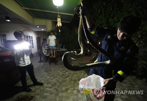 태국 방콕 주택서 뱀 포획하는 소방관 [EPA=연합뉴스 자료 사진]