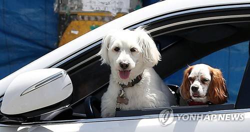 "헥헥 더워요" (창원=연합뉴스) 김동민 기자 = 창원지역 최고기온이 27도까지 오르는 등 무더운 날씨를 보인 24일 오후 강아지들이 창원사 마산합포구 한 갓길에 주차된 차에서 혀를 내밀며 더위를 식히고 있다. 2018.5.24 image@yna.co.kr