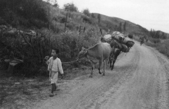 1951. 8. 20. 마곡리, 한 소년이 소를 몰고 유유자적 피란길을 떠나고 있다. ⓒNARA