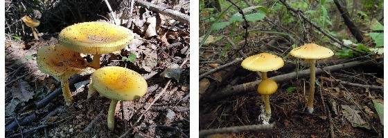 노란달걀버섯(식용, 왼쪽)과 개나리광대버섯(독버섯)