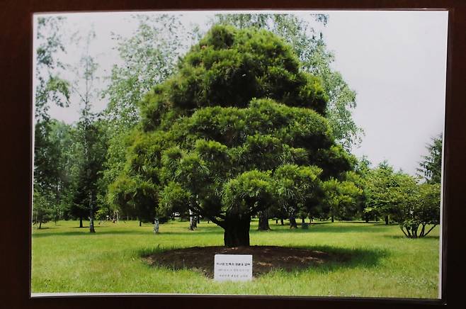 북쪽에서 준비한 노무현 대통령이 2007년 심은 소나무 사진. 판문점/백소아 기자