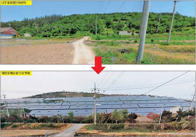 2010년 소나무가 울창했던 전남 화순군의 야산(위)이 소형 태양광 발전소로 바뀌었다. 화순=성수영 기자