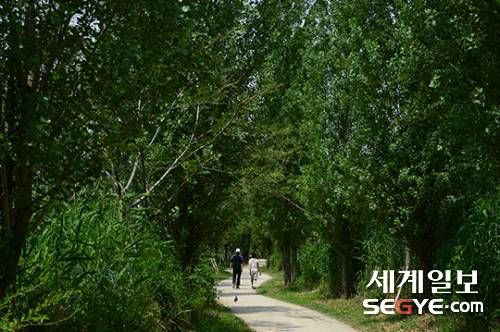23일 서울 용산구 이촌한강에서 시민들이 가로수 길을 걸으며 여유로운 주말을 즐기고 있다.