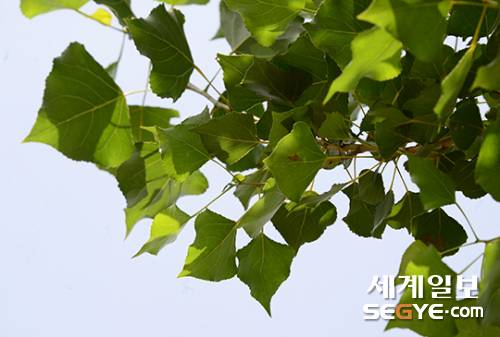 23일 서울 용산구 이촌한강에서 시민들이 가로수 길을 걸으며 여유로운 주말을 즐기고 있다.