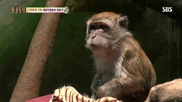 지방의 한 동물원으로 이동한 뒤 어리둥절해 하는 삼순이. SBS TV동물농장 캡처