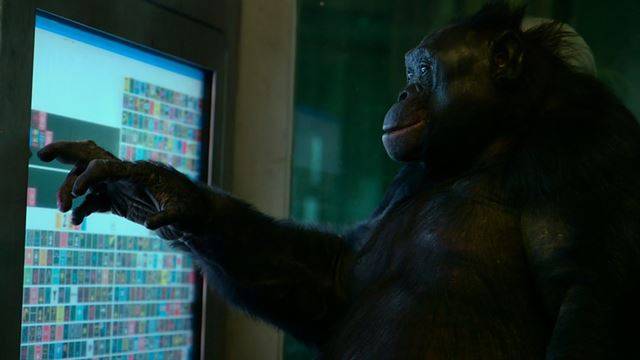 다큐멘터리 '철장을 열고' 에서 보노보인 '칸지'가 기억력 테스트를 하고 있다. NhrP제공.