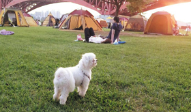 당신에게만 ‘귀여운 개’입니다 - 서울의 한 한강공원에서 강아지 한 마리가 목줄을 하지 않고 돌아다니고 있다. /트위터