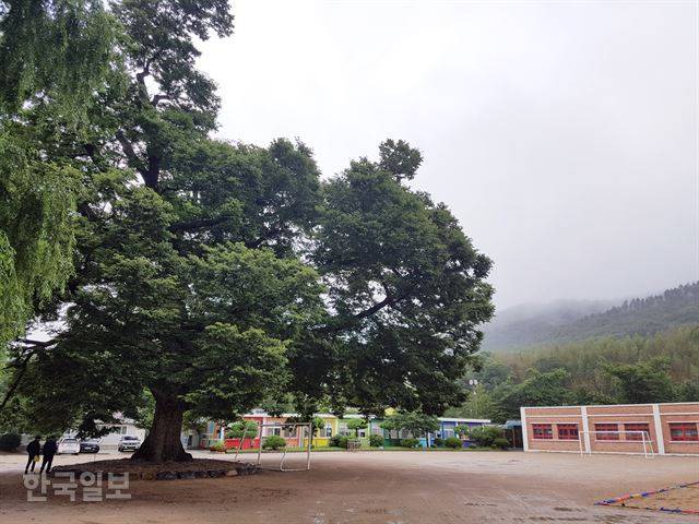 수령 500년의 아름드리 느티나무가 운동장을 지키는 소호분교는 울산에 하나 남은 산골벽지 학교다. 1학년은 3명에 불과하지만 작은 학교이기에 큰 아이, 작은 아이 할 것 없이 어울려 논다는 점을 마을 어른들은 오히려 장점으로 꼽는다. 울주=김혜영기자