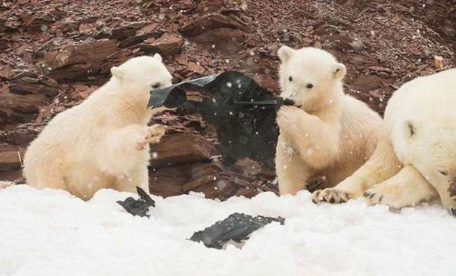 아기 북극곰들이 플라스틱을 먹이인양 뜯어먹고 있는 모습.[사진=크레어 월러스테인]