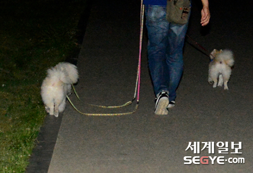 지난달 23일 서울 반포한강공원에는 한 시민이 반려견과 함께 밤늦은 시각에 공원을 산책하고 있다. 더위를 피해 늦은 시간 때를 이용해 공원을 산책하는 반려인을 쉽게 찾아볼 수 있다.