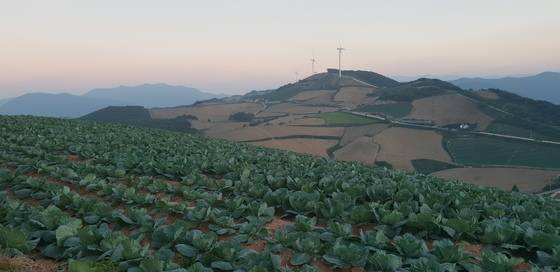 전국 최대 규모 고랭지 배추밭이 있는 강원도 강릉시 왕산면 대기리 안반데기 마을. 박진호 기자