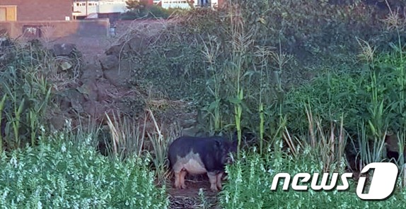 제주시 삼양동 마을에 출몰한다는 신고가 접수된 야생돼지(제주시 제공)© News1