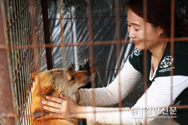 지난달 11일 국제 동물보호단체 휴메인 소사이어티 인터네셔널(HSI) 회원들이 경기 남양주의 한 개 농장에서 구조 활동을 하고 있다. 이선명 기자 57km@kyunghyang.com