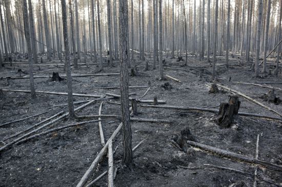 스웨덴 북부 유스달에서 발생한 산불로 불타버린 숲. 스웨덴에서는 최근 산불이 무려 80개가 발생해 국가 전역에 비상사태가 선포됐다. 불탄 임야 면적만 무려 2억5000만㎡에 달하고 있다.   AP뉴시스
