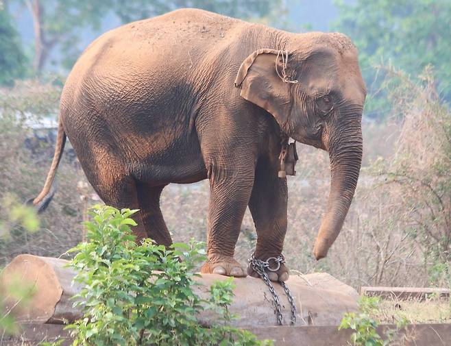 미얀마 국영 벌목장에서 원목 나르는 일을 하는 아시아코끼리. 어릴 때 붙잡힐 당시 트라우마가 오랫동안 지속돼 수명을 단축하는 것으로 밝혀졌다. 비르피 룸마 제공
