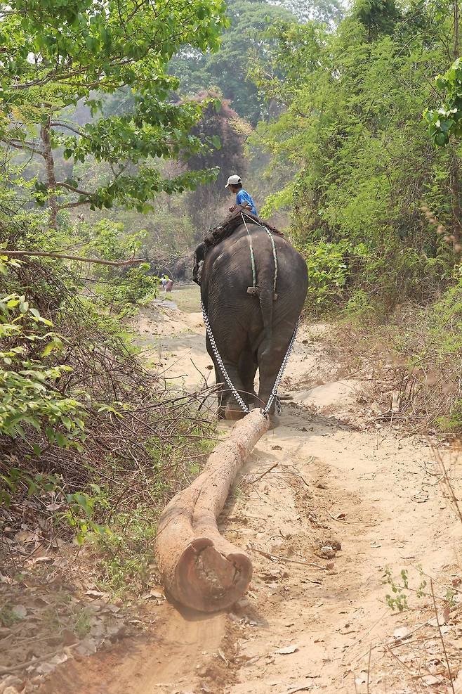 미얀마는 세계 티크 원목의 75%를 수출한다. 그 절반은 코끼리의 힘으로 운반한다. 비르피 룸마 제공