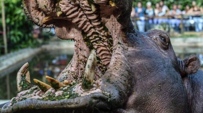 하마는 대단히 온순해 보이지만 지상에서 가장 크고 위험한 뭍 동물 중 하나다. 사진은 콜롬비아 메데인의 한 동물원에 있는 하마. AFP 자료사진 하마는 대단히 온순해 보이지만 지상에서 가장 크고 위험한 뭍 동물 중 하나다. 사진은 콜롬비아 메데인의 한 동물원에 있는 하마. AFP 자료사진