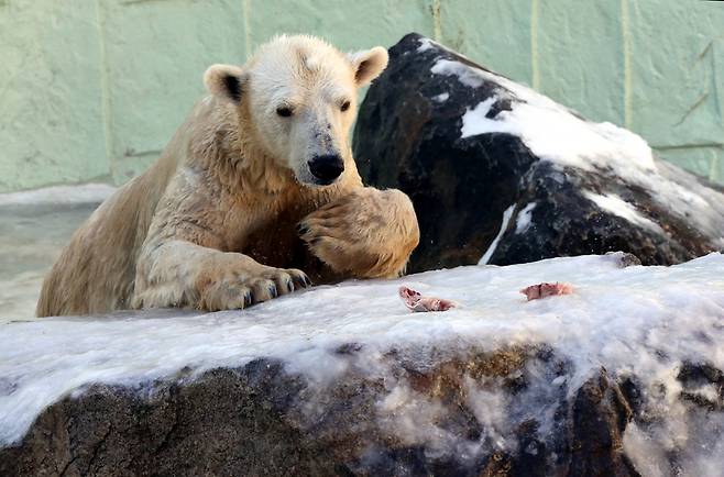 지난 2013년 1월 경기 용인의 에버랜드 동물원에서 북극곰이 먹이를 바라보고 있다. 동물복지적인 문제가 제기됨에 따라 에버랜드는 올해 11월 북극곰 ‘통키’를 영국 요크셔동물원으로 이주시키기로 했다.  김태형 기자 xogud555@hani.co.kr