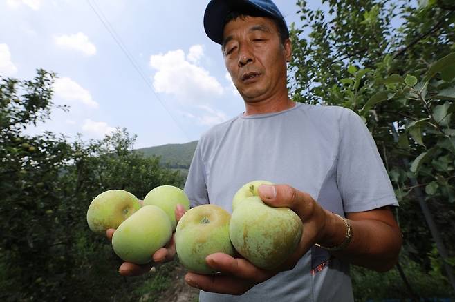 경남 밀양시 산내면 사과 농장에서 이 지역 농민이 뜨거운 햇볕에 말라가는 사과들을 안타까운 눈으로 바라보고 있다.