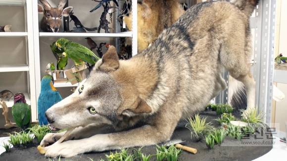 윤지나 박제사가 직접 제작한 말승냥이(회색 늑대) 박제. 윤지나 박제사가 직접 제작한 말승냥이(회색 늑대) 박제.