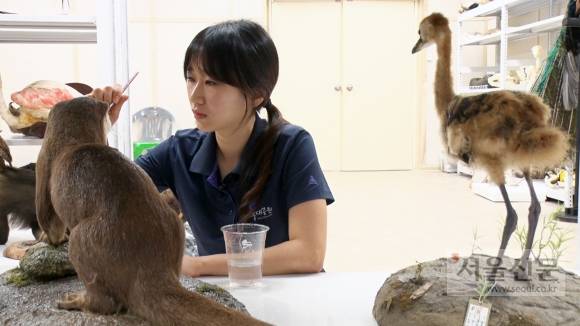 지난 14일 경기도 과천시 서울대공원 동물원 수장고에서 윤지나 박제사가 직접 제작한 박제를 살펴보고 있다. 지난 14일 경기도 과천시 서울대공원 동물원 수장고에서 윤지나 박제사가 직접 제작한 박제를 살펴보고 있다.