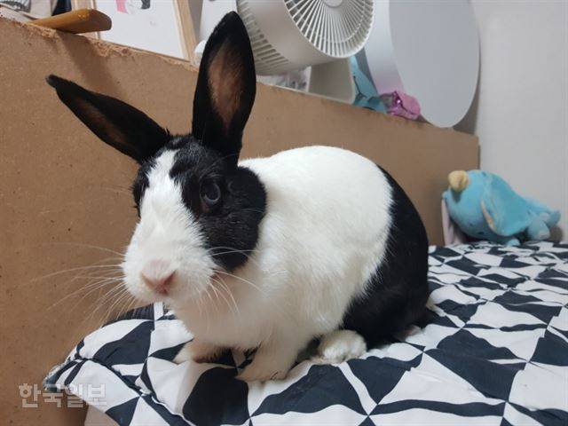 수술 받은 랄라 얼굴이 퉁퉁 부어있다. 랄라는 수술 후 기운을 차리지 못해 한동안 음식을 거부했었다.