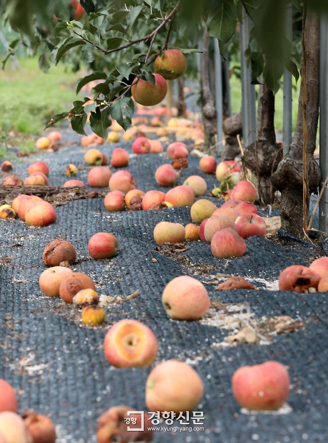 3일 충북 영동의 사과 농장에 폭우와 태풍으로 사과들이 떨어져 썩어가고 있다. 권도현 기자