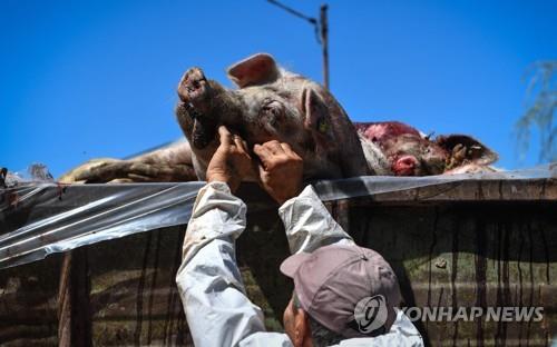 지난달 9일(현지시간) 살처분한 돼지들을 처리하는 루마니아 작업자들[AFP=연합뉴스]