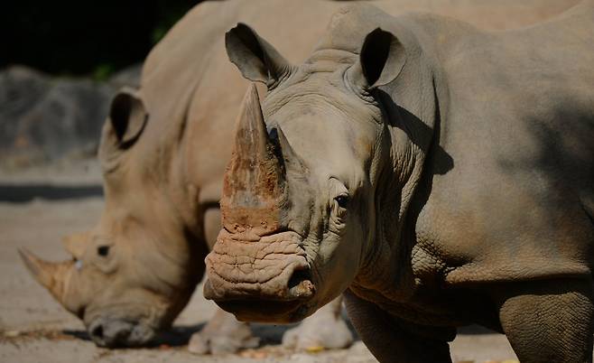 세계 자연기금(WWF)이 정한 세계 코뿔소의 날인 22일 오후 경기 과천시 서울대공원 동물원에서 흰코뿔소가 먹이를 먹다가 고개를 들고 있다./사진=뉴시스